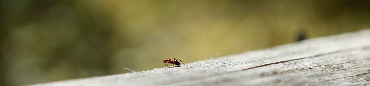 mrówki w szklarni